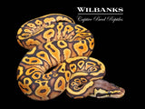 Special Orange Dream Pastel Yellow Belly Ball Python ♀ '26