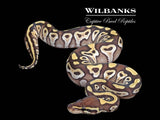 Mojave Ball Python ♀ '26
