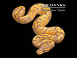 Banana Leopard Ball Python ♀ '26