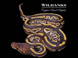 Mahogany Mojave Ball Python ♂ '26