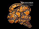 Super Orange Dream Ball Python ♀ '26