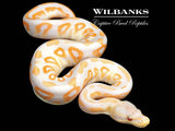 Lavender Albino Cinnamon Ball Python ♂ '26