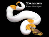 Lemon Blast Pied Ball Python ♀ '26