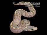 GHI Fire Ghost Ball Python ♀ '26