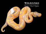 Banana Pied Ball Python ♂ '26