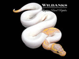 Banana Pied Ball Python ♂ '26
