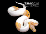 Paradox Banana Pied Ball Python ♂ '26
