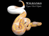Banana Pied Ball Python ♂ '26