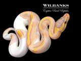 Banana Pied Ball Python ♂ '26