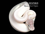 Blue Eyed Leucistic (Super Mojave) Ball Python ♂ '26