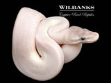 Banana Blue Eyed Leucistic (Super Mojave) Ball Python ♀ '26