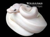 Banana Blue Eyed Leucistic (Mojave Butter) Ball Python ♂ '26