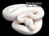 Banana Blue Eyed Leucistic (Mojave Butter) Ball Python ♂ '26