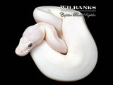 Banana Blue Eyed Leucistic (Mojave Butter) Ball Python ♂ '26