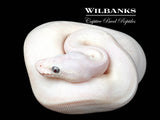 Blue Eyed Leucistic (Mojave Butter) Ball Python ♀ '26