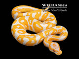 Lavender Albino Leopard Ball Python ♂ '26
