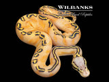 Pastel GHI Freeway Ball Python ♂ '26