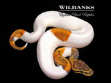 Pinstripe Pied Ball Python ♂ '26