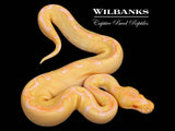Albino Enchi Clown Ball Python ♀ '26