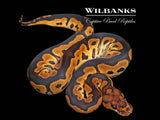 Huffman Clown Ball Python ♀ '26