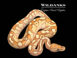 Banana Butter Ball Python ♂ '26