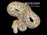 GHI Fire Mojave Clown Ball Python ♀ '26
