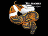 Pied Ball Python ♀ '26