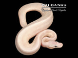 Banana Pastel Purple Passion Ball Python ♀ '26
