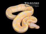 Banana Fire Ball Python ♂ '26