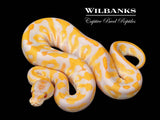 Hidden Gene Woma Lavender Albino Ball Python ♀ '26