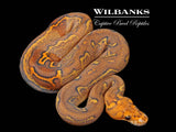Paradox Super Gravel Clown Ball Python ♀ '26