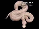Banana Super Black Pastel Ball Python ♀ '26