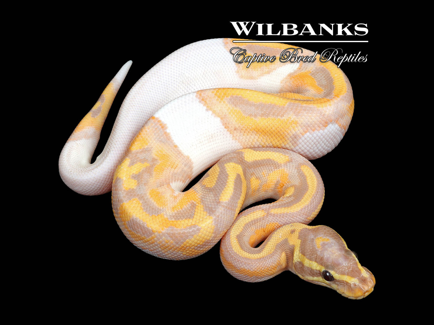 Banana Pied Ball Python ♂ '25