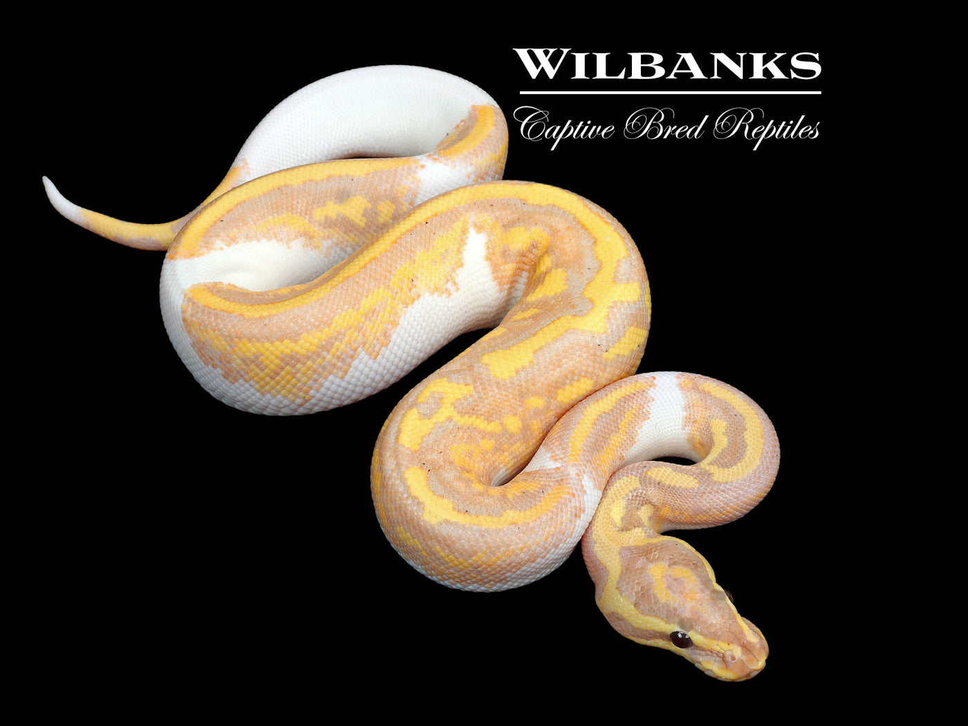 Banana Pied Yellow Belly Ball Python ♂ '25