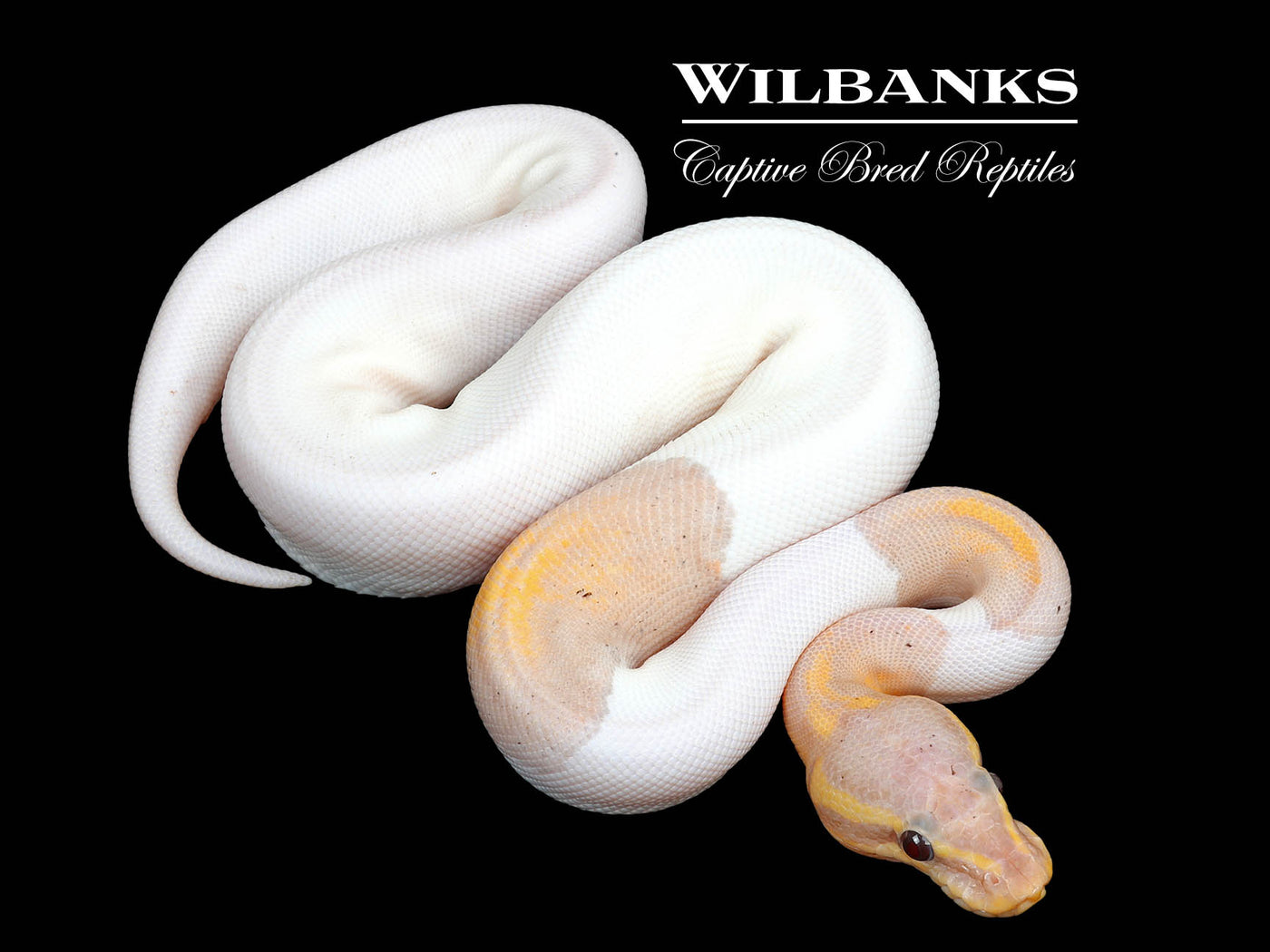 Banana Mahogany Pied Ball Python ♀ '25