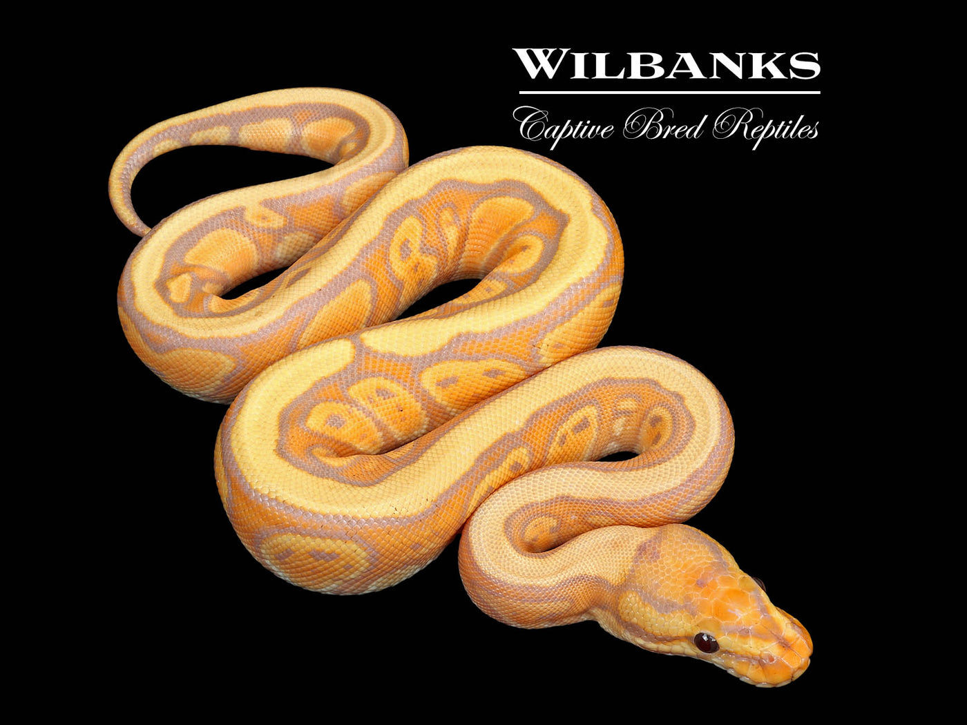 Banana Red Stripe PDH Clown Pied Ball Python ♀ '25