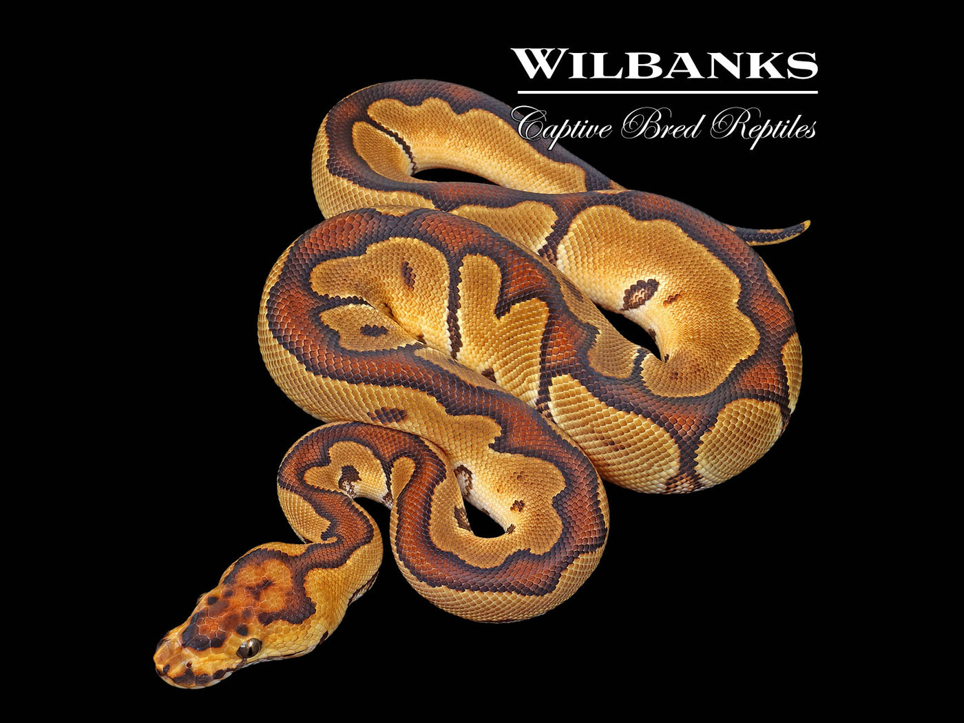Enchi Clown 100% Het. Pied Ball Python ♂ '25