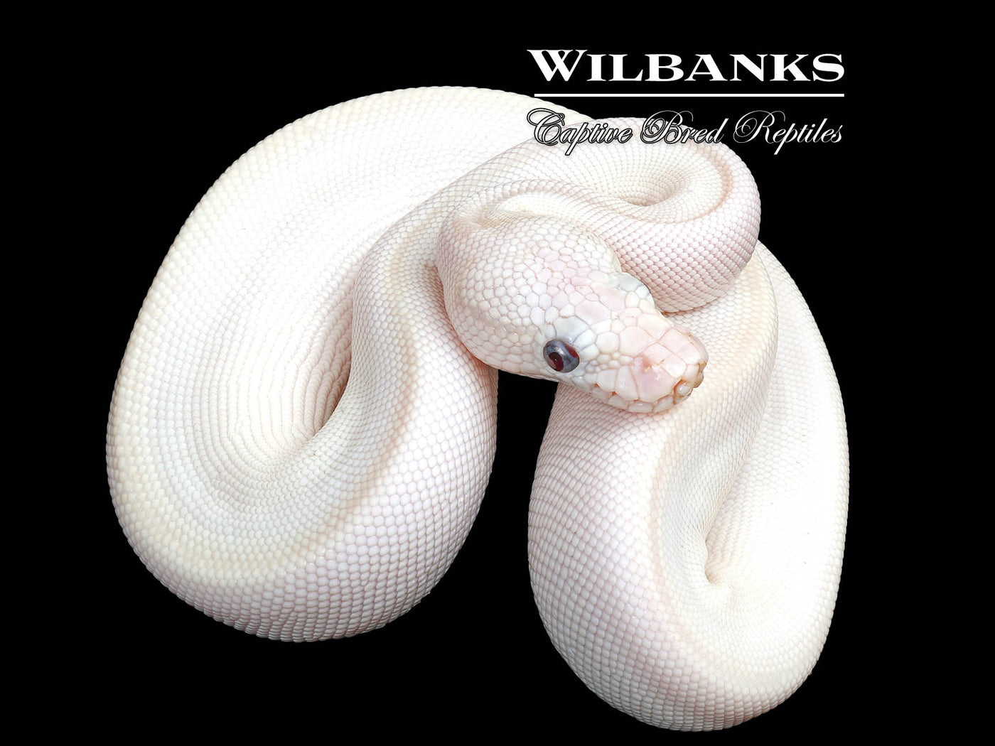 Blue Eyed Leucistic (Mojave Butter) Ball Python ♀ '25