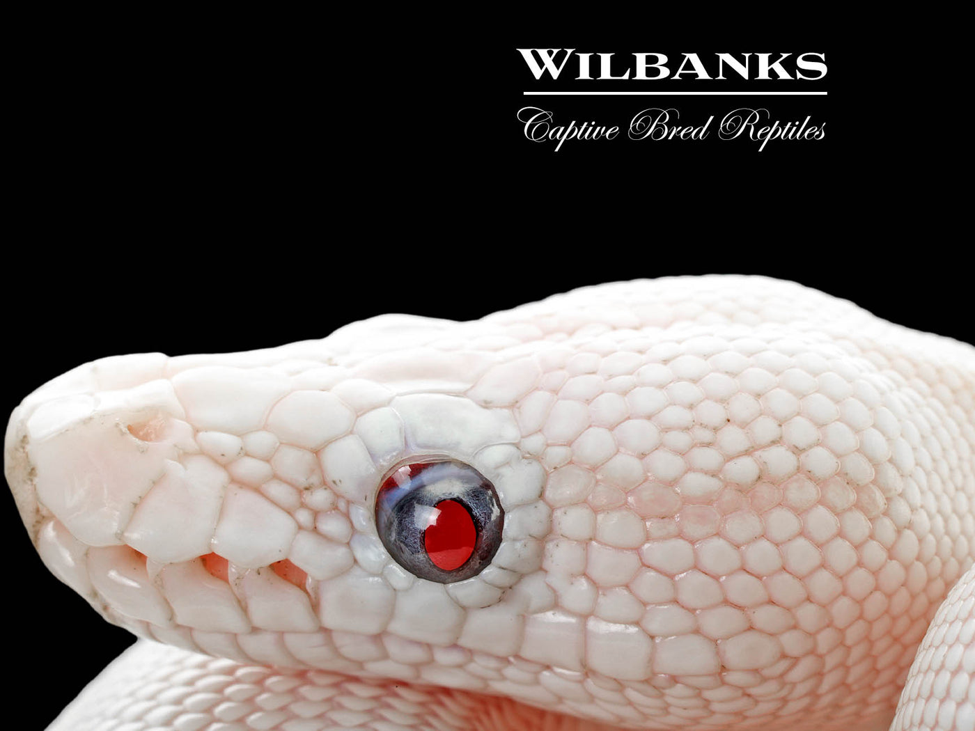 Blue Eyed Leucistic (Mojave Butter) Ball Python ♀ '25