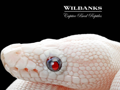 Blue Eyed Leucistic (Mojave Butter) Ball Python ♀ '25