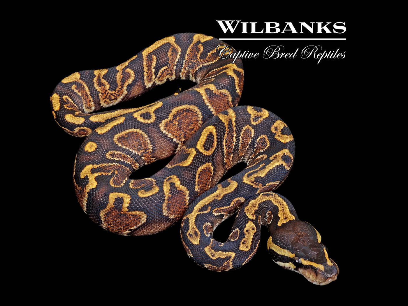 GHI Yellow Belly Ball Python ♂ '25