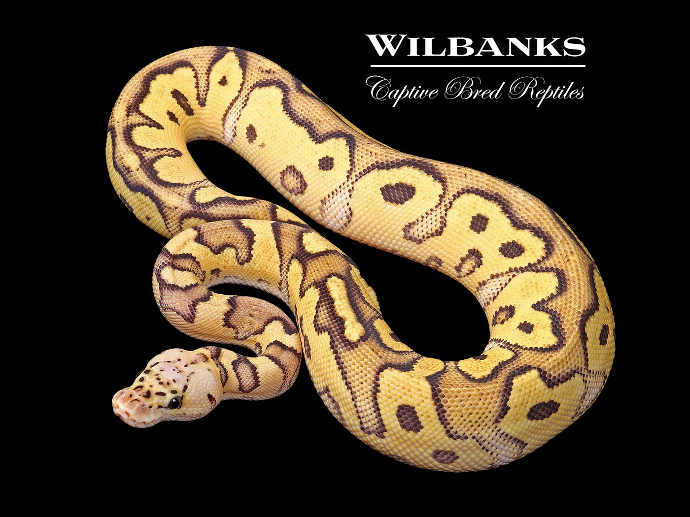 FireFly Red Stripe Clown Ball Python ♀ '25