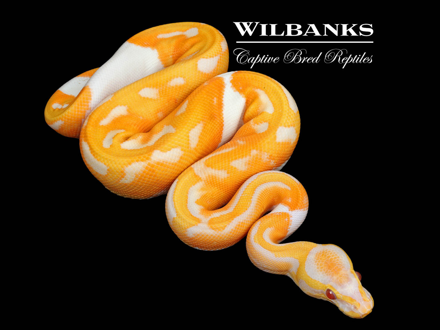 Dreamsicle Lavender Pied Ball Python ♂ '25