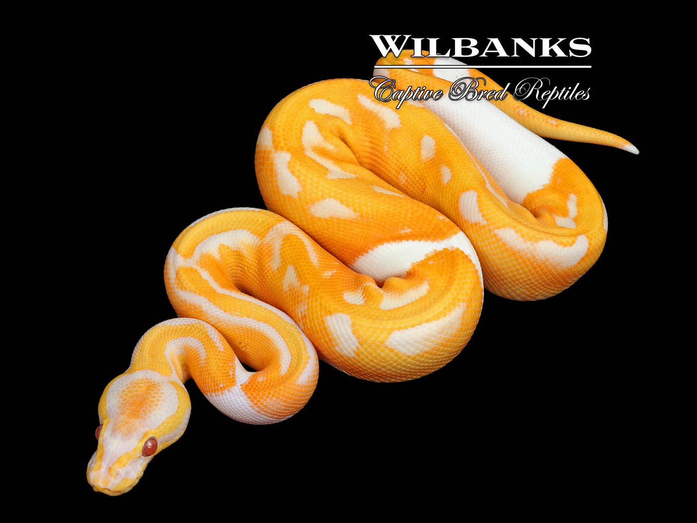 Dreamsicle Lavender Pied Ball Python ♂ '25