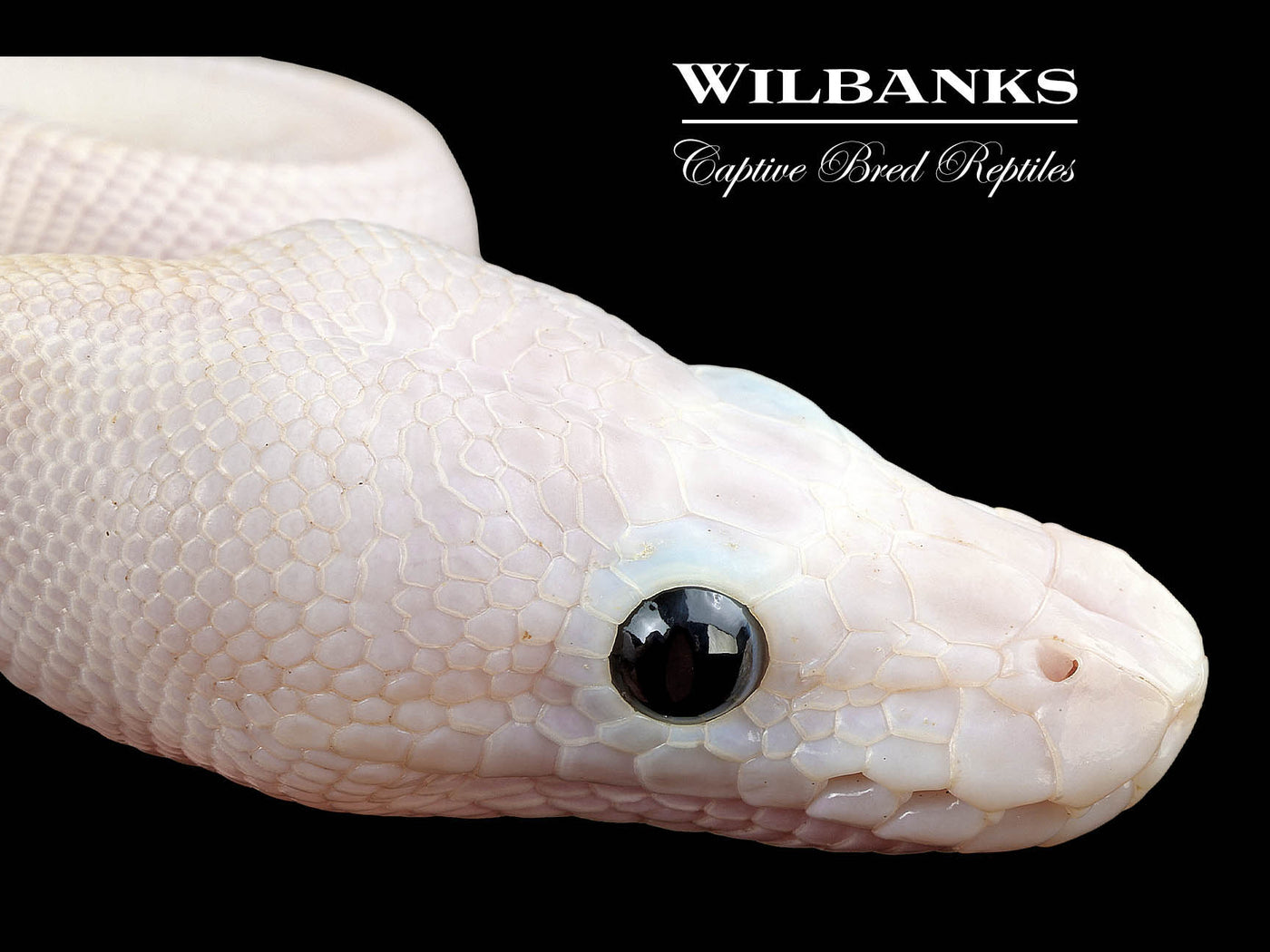 Super Fire Ball Python ♀ '25