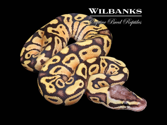 FireFly Ball Python ♂ '26