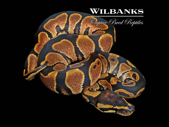 Sugar Ball Python ♂ '26