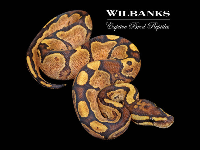 Sugar Fire Ball Python ♀ '26