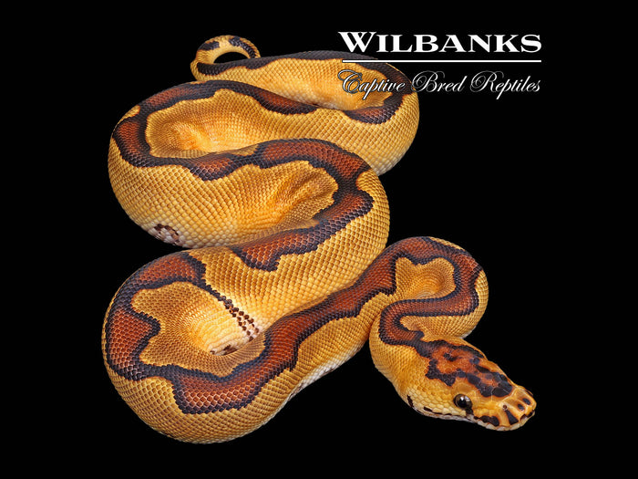 Enchi Clown Ball Python ♂ '26