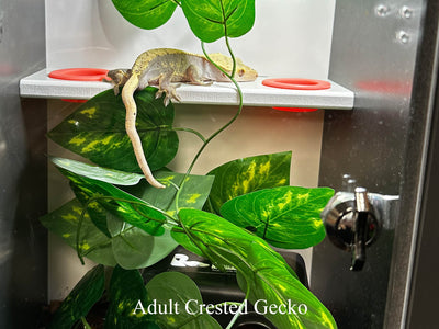 Wilbanks Signature Gecko Enclosure Kit
